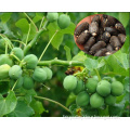 Good price jatropha seed for cultivation